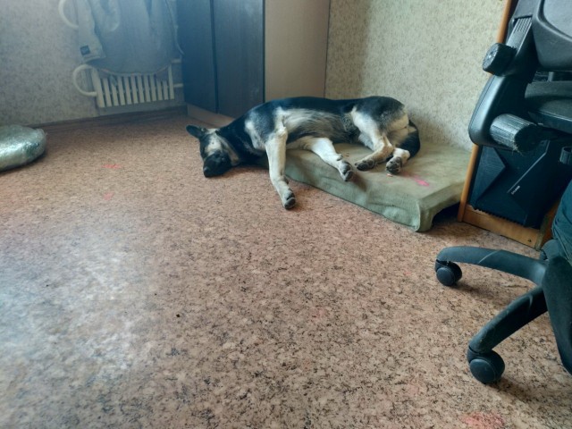 Собакочетверг же