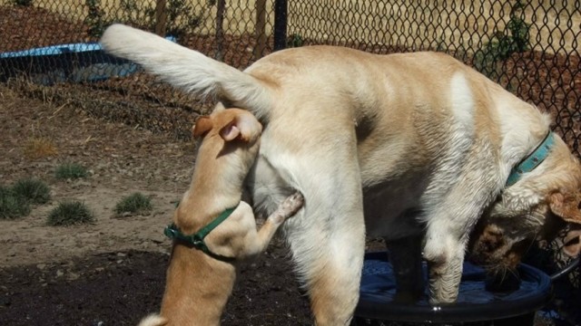 "The [Зе] Фиаско". Полная запись скандального разговора Зеленского и Трампа с русскими субтитрами