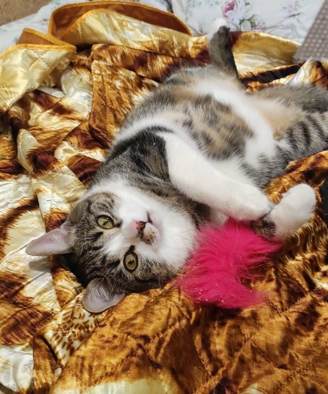 Есений (котовторник)