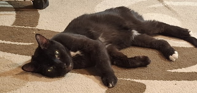 Котоняня