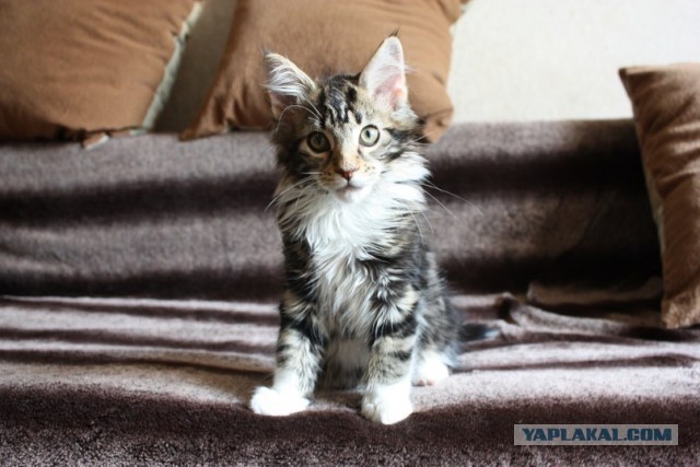 Немного о  Мейн Куне.