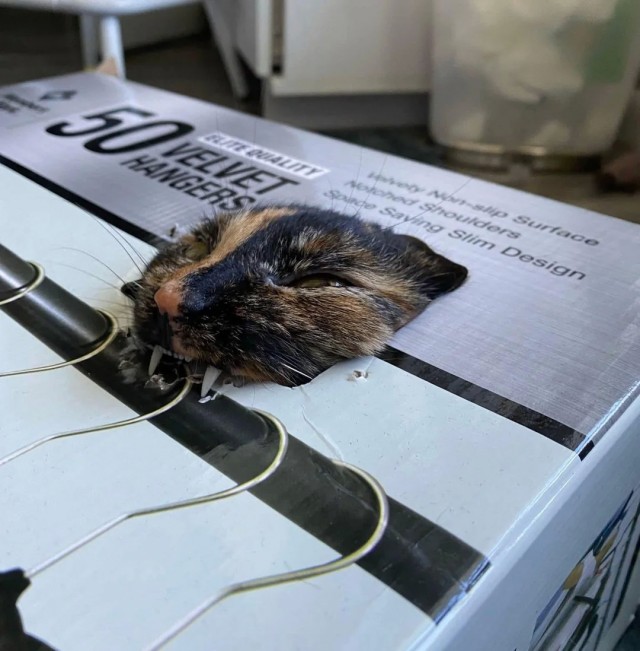 Царцкий кусь