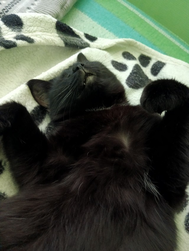 Котовторник