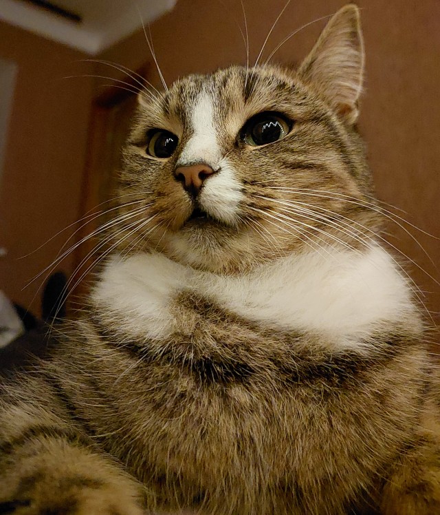 Моя жена не умеет фоткать кота