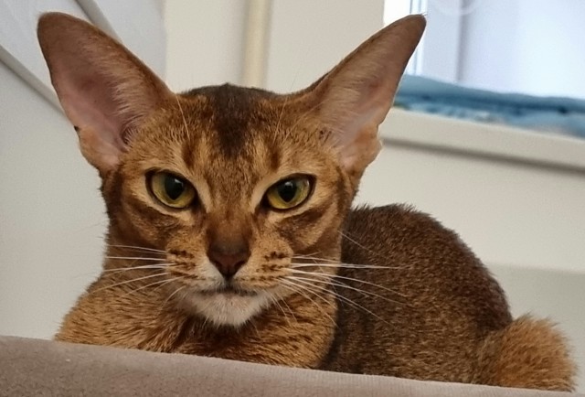 Умная кошка (кот)