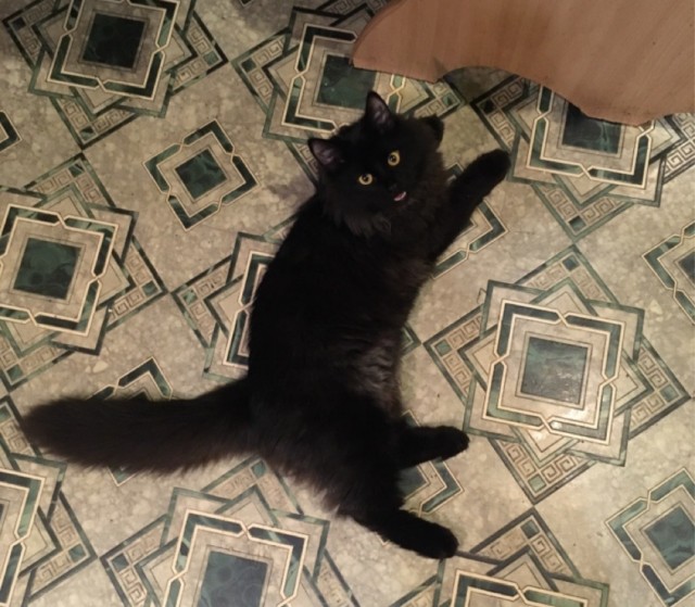 Пришëл домой