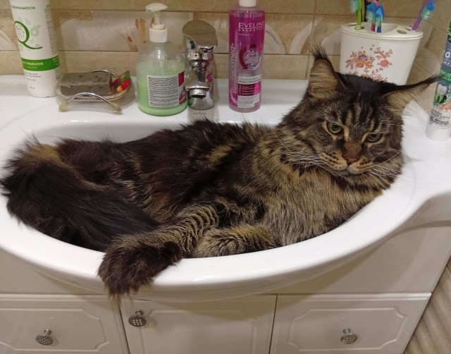 Котовторник