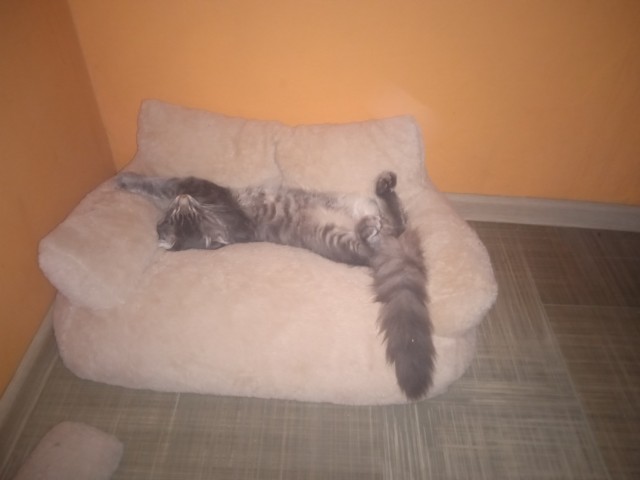 Котовторник