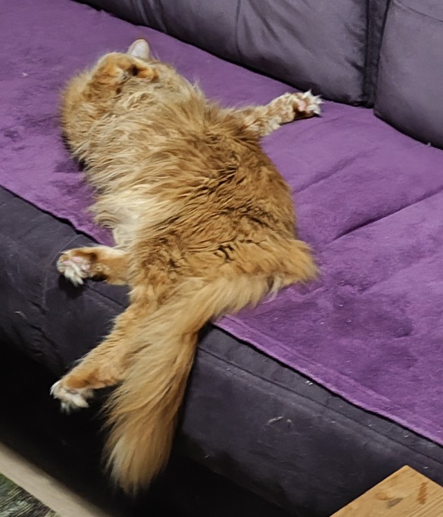 Котовторник