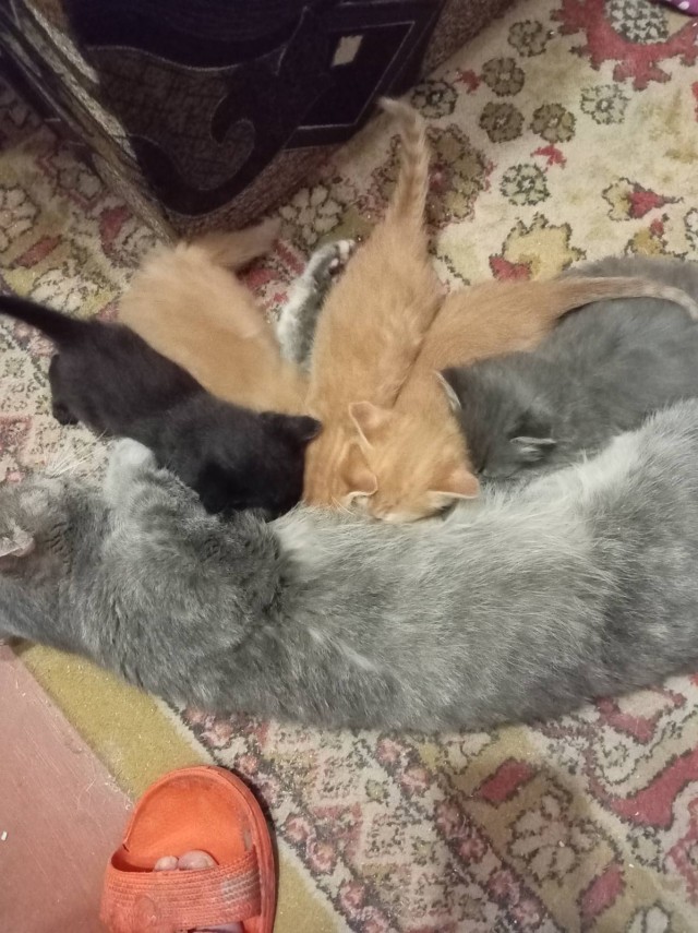 Душещипательная история в котовторник. 4 картинки