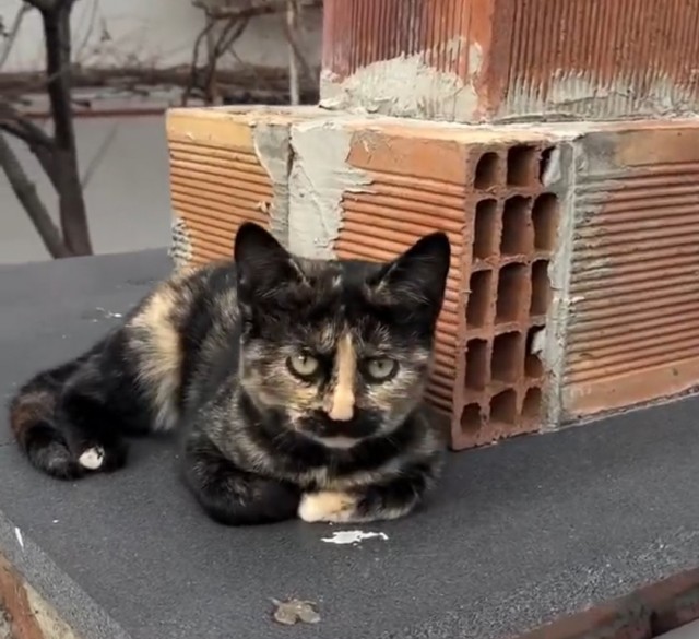 Наши милые котики. Такие милые и такие.. паразиты шерстянные!