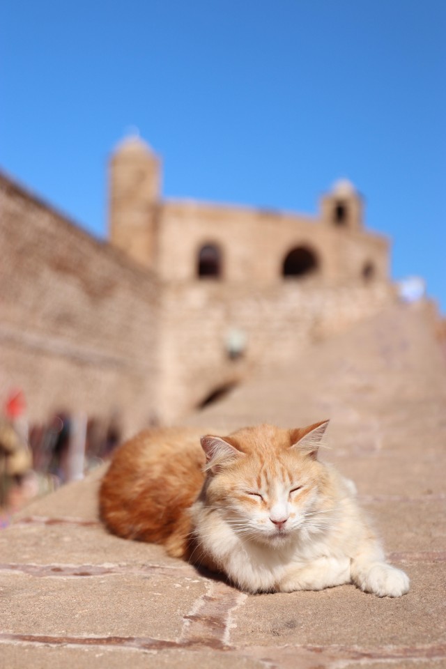 Уличные кошки Марокко