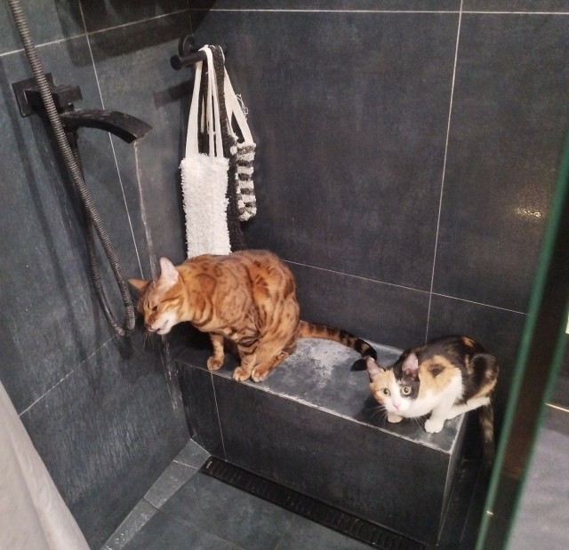 Наши коты