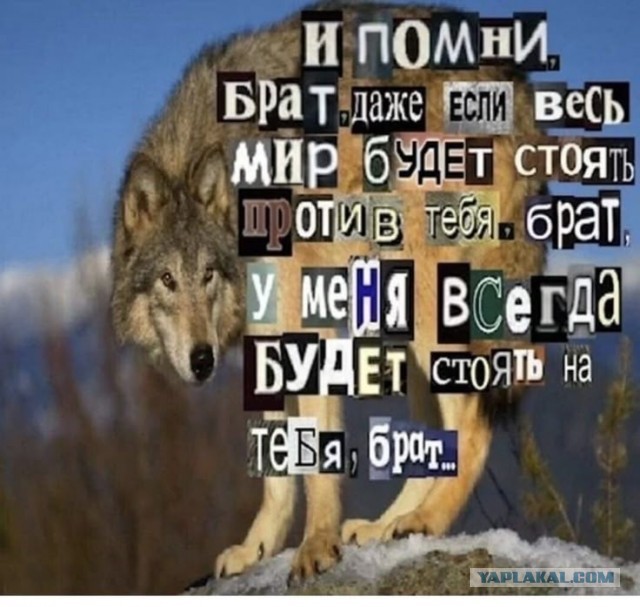 Про волков