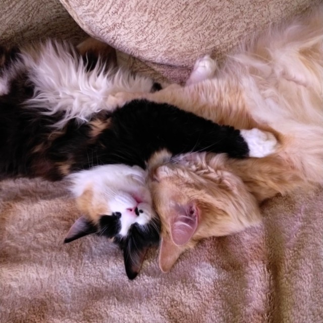 Крымский котик⁠