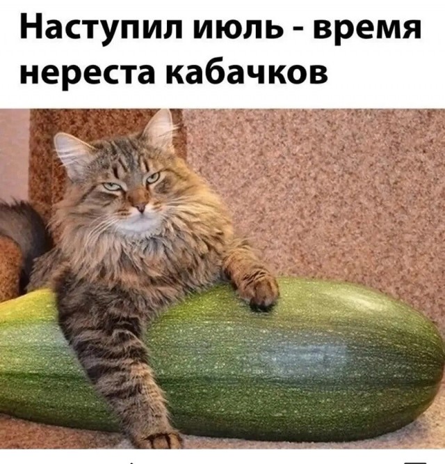 Так себе картинки 11.07.26