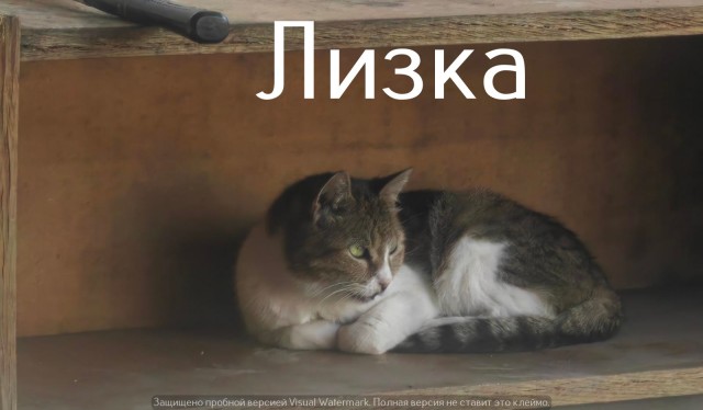 Жизнь домашнего приюта "Котоленд" 555
