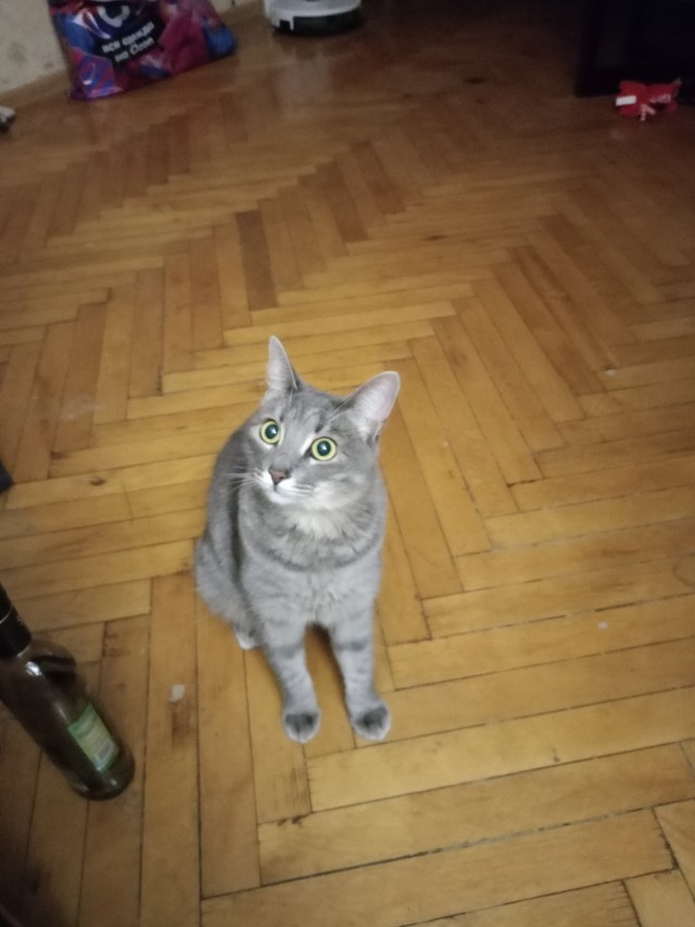 Мои котаны
