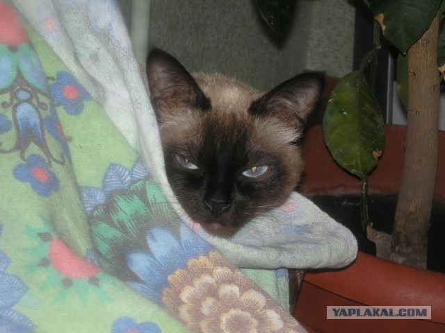 Котовторник   27.08.2013