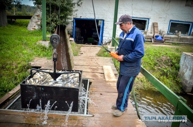 Ловцы грез: репортаж из белорусского рыбхоза