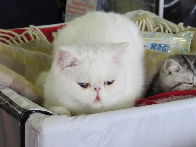 Котовторник на 24.09.2013г