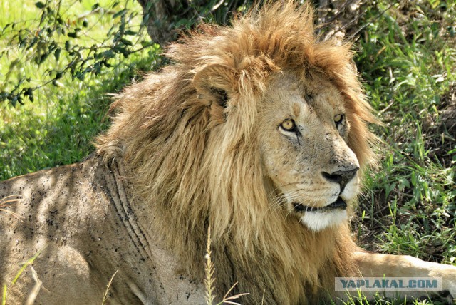 Самый трусливый поступок