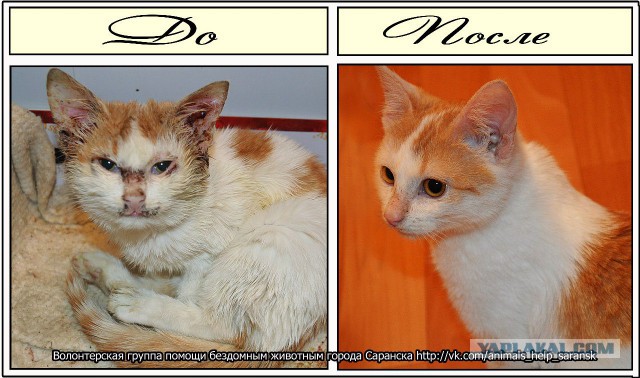 Про спасенных котеек