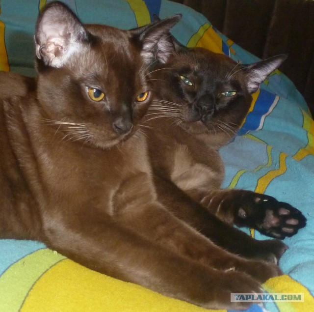 Котовторник 18.03.2014
