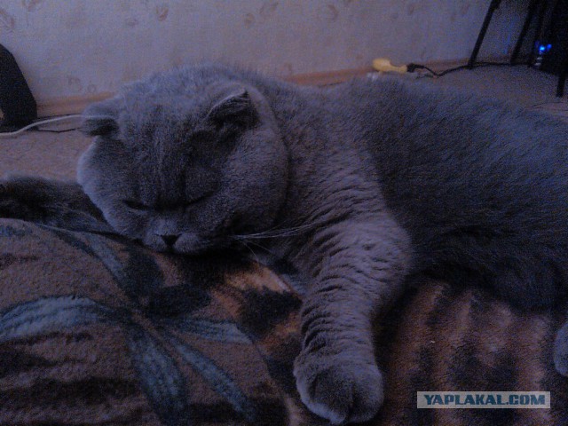 Котовторник 01.04.2014