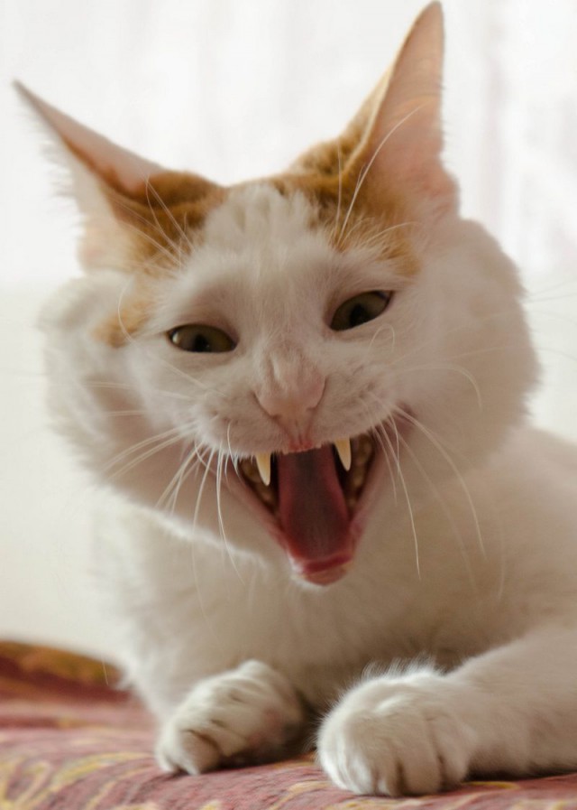 Котовторник 10.06.2014