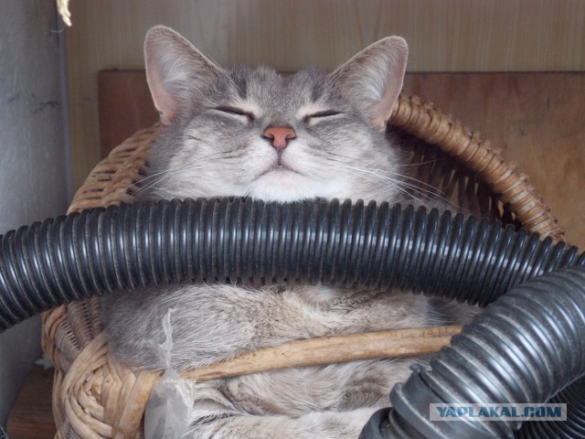 Котовторник