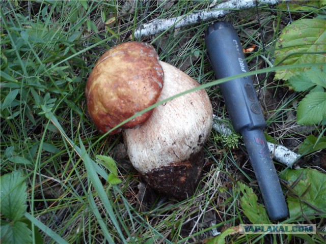 Мои поиски с металлоискателем...