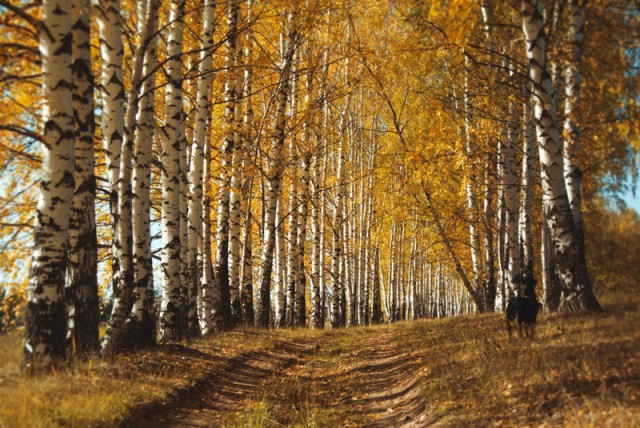 Самые красивые деревья в мире