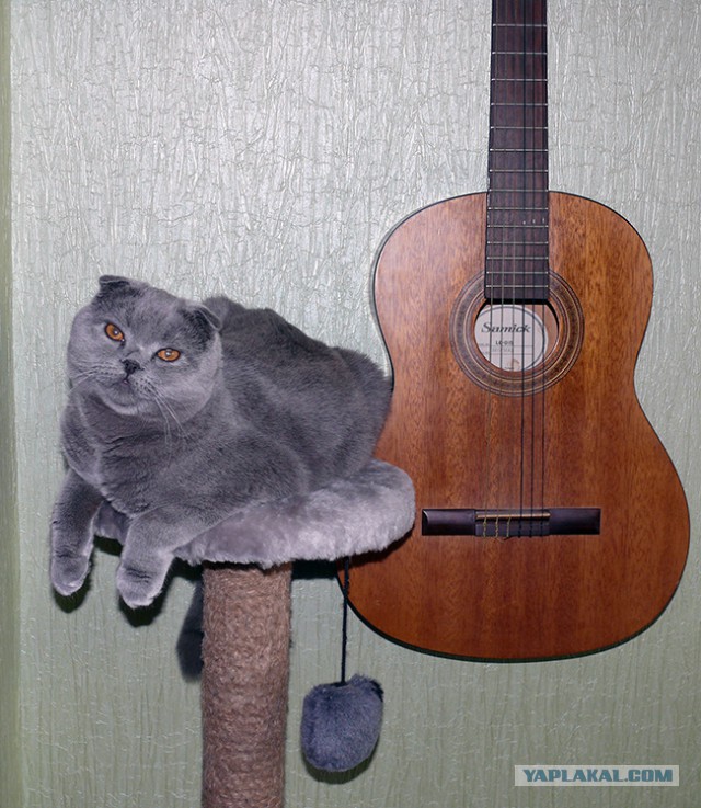 Котовторник 24.03.2015