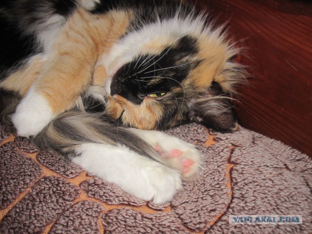 Котовторник 07 04 2015