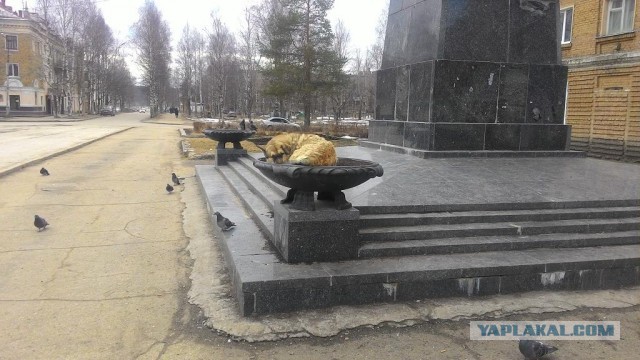 Выросло совсем не то, что  ожидал.