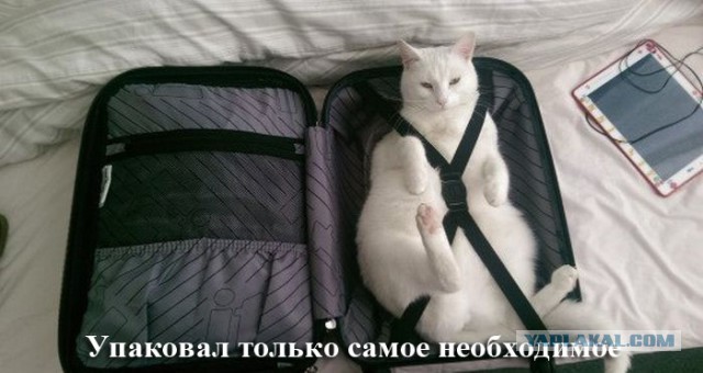 Веселости на пятницу