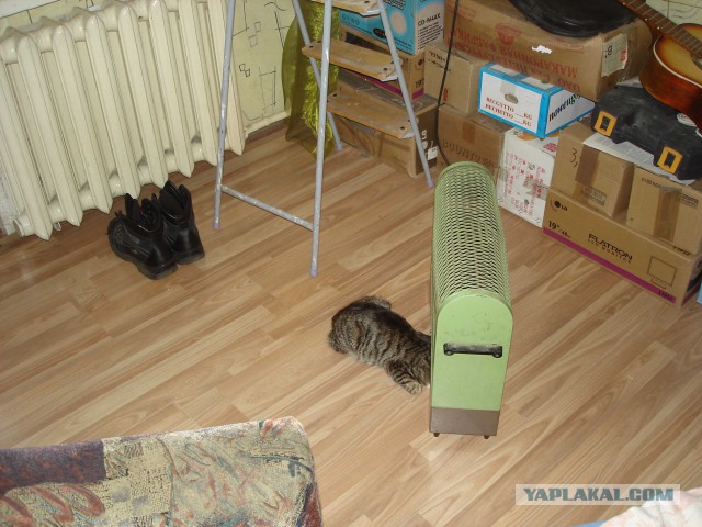 Котовторник 09.06.2015