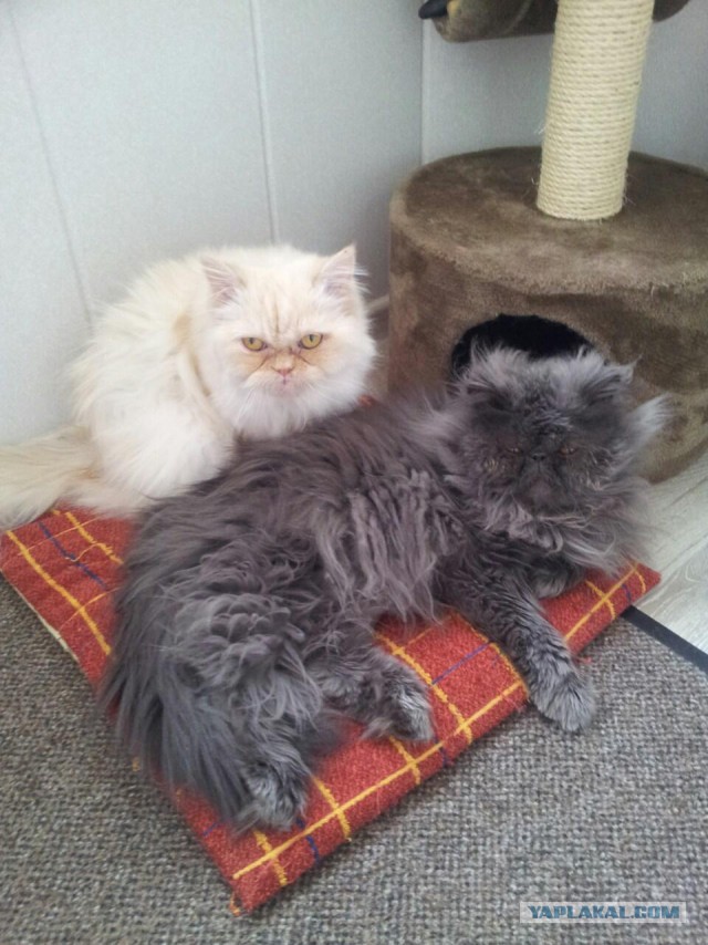 Котовторник 20.10.2015