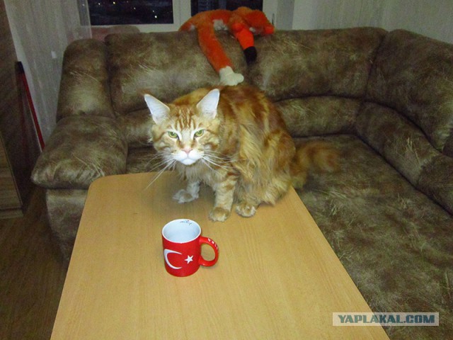 Котовый ответ Турции