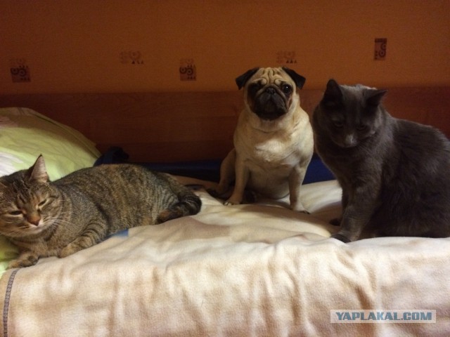 Собакочетверг же, ау!