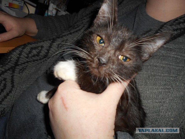 Жизнь домашнего приюта для котеек 92