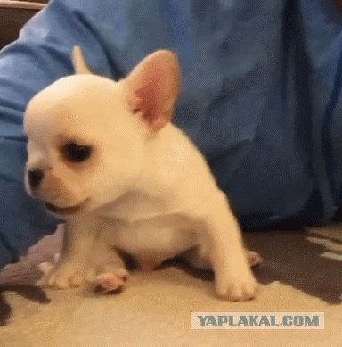 Забавные GIF'ки с животными