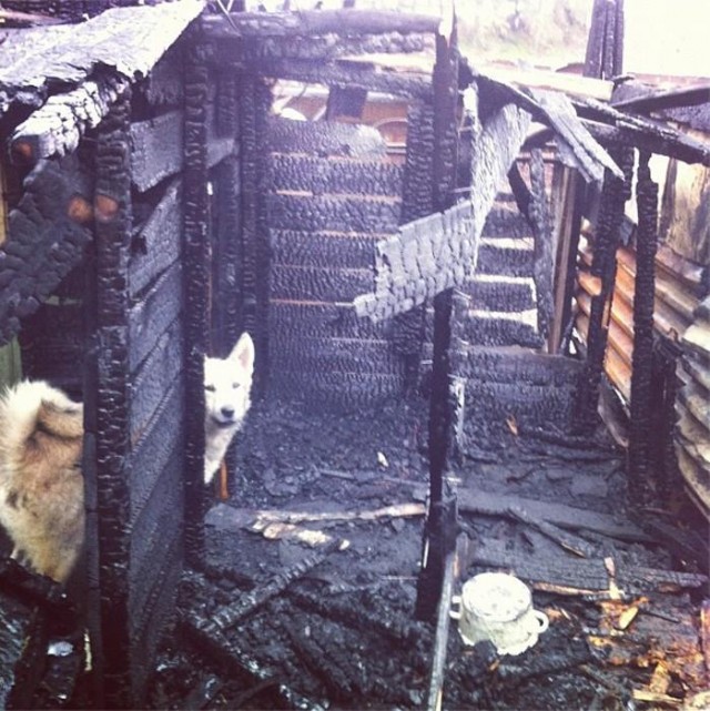 Поджог в приюте для собак "Альма"