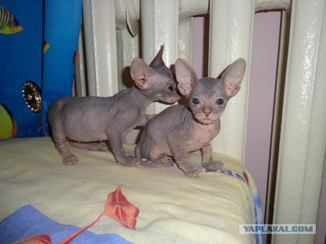 Котовторник