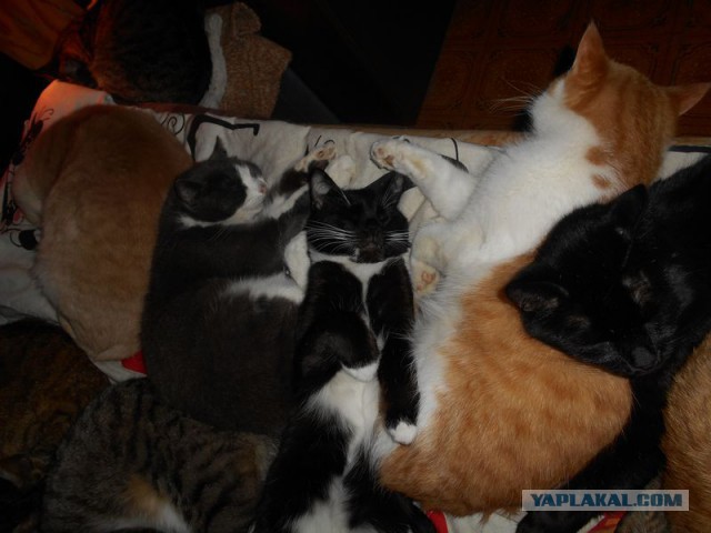 Жизнь домашнего приюта для котеек 108