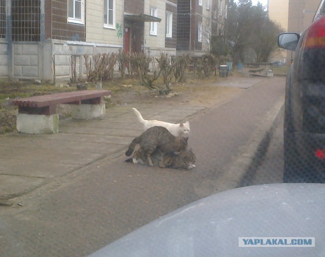 КотоВторник 26.04.2016