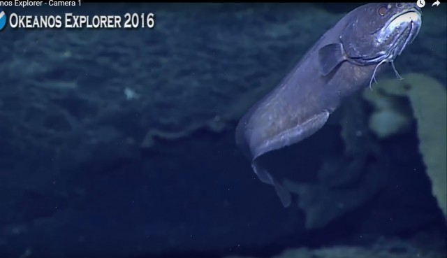 Началась онлайн-трансляция происходящего в самом глубоком месте Земли