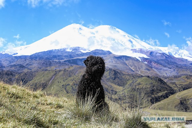 Страшно красивые терьеры