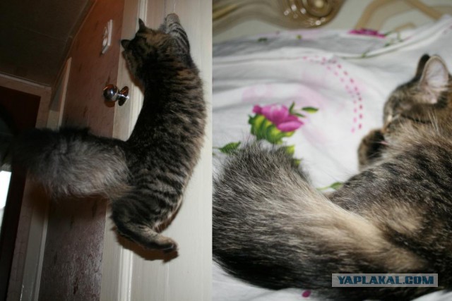 Жена сфотала кошку, прям в раздумьях, кого-то она мне напоминает...